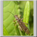 Nemoura cf cinerea - Steinfliege 03.jpg